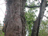 Click to see 16 Vines on Sweetgum Trunk.jpg