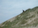 Click to see 12 Walking Dunes 02.JPG