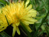 Click to see 04 Closeup Dandelion 02.JPG