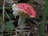 Click to see 132 Oak Grove Toadstool.JPG