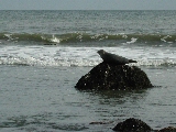 Click to see 20 Sunning Seal 04.JPG