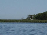 Click to see 34 Swans.JPG