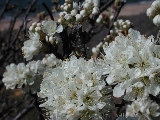 Click to see 03 Beach Plum Blossoms.jpg