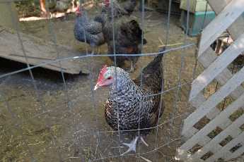 Click to see 19 Springs Chickens.JPG