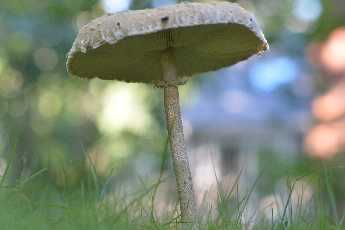 Click to see 21 Springs Mushroom.JPG