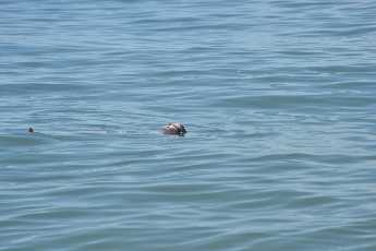 Click to see 26 Floating.JPG