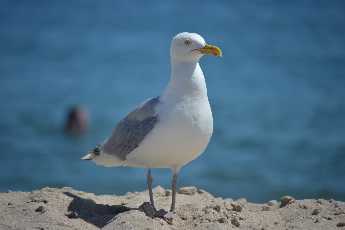 Click to see 28 Visitor.JPG