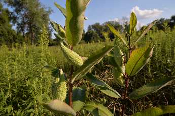 Click to see 02 Otselic Swimming Hole.JPG