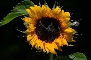Click to see 06 Black Sun Flower.JPG