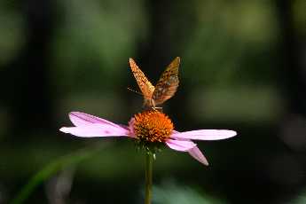 Click to see 08 Echinacea.JPG