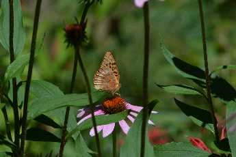 Click to see 09 Echinacea.JPG