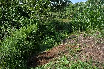 Click to see 11 Cloey's Cornrow.JPG