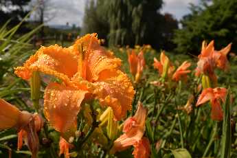 Click to see 12 Community Garden.JPG