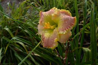 Click to see 13 Community Garden.JPG