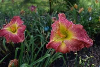 Click to see 14 Community Garden.JPG