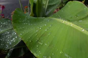 Click to see 16 Community Garden.JPG