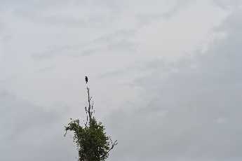 Click to see 31 Eagles Perch.JPG