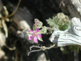 Click to see 026 Mt. Laguna Flowers.JPG