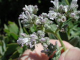 Click to see 028 027 Mt. Laguna Flowers 2.JPG