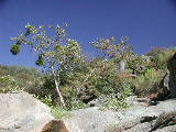 Click to see 051 Black Canyon 4.JPG