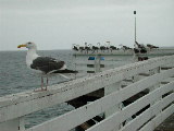 Click to see 063 Gulls on the Pier.JPG