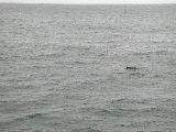 Click to see 067 Porpoises Ho 2.JPG