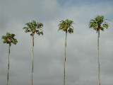 Click to see 095 La Jolla Palms.JPG