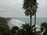 Click to see 101 Swami Palms.JPG