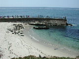 Click to see 138 La Jolla Seals.JPG