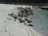 Click to see 139 La Jolla Seals 2.JPG