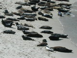 Click to see 140 La Jolla Seals 3.JPG