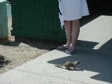 Click to see 141 Mary's Friend.JPG