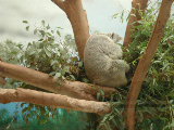 Click to see 174 Sleepy Koalas.JPG