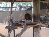 Click to see 175 Tree Kangaroos.JPG