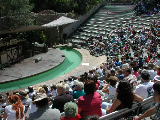Click to see 176 Seal Show.JPG