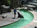 Click to see 177 Seal Show 2.JPG