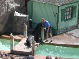 Click to see 178 Seal Show 3.JPG