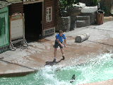 Click to see 179 Seal Show 4.JPG