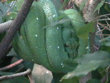 Click to see 181Pit Viper.JPG