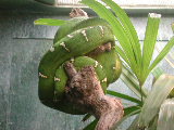 Click to see 183 Emerald Mamba.JPG