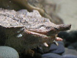 Click to see 184 Hideous Turtle Head.JPG