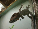 Click to see 185 Sticky Gecko.JPG