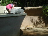 Click to see 187 Tortoise Viewing.JPG