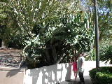 Click to see 188 Crazy Cactus.JPG