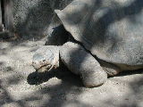 Click to see 189 Galapagos Blues.JPG