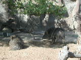 Click to see 198 Wart Hog Heaven.JPG