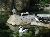 Click to see 200 Just Ducky.JPG