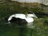 Click to see 201 Just Ducky 2.JPG