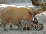 Click to see 203 Big Momma.JPG