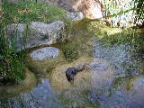 Click to see 204 Otter Feeding Time.JPG
